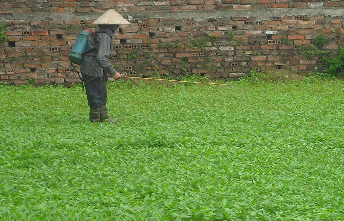 rau muống là loại rau dẫn đầu trong nhóm rau ăn lá