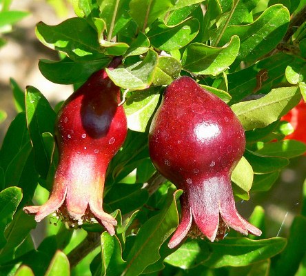 cây lựu